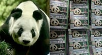 ¿Cuánto cuesta y dónde conseguir el boleto conmemorativo de Lotería de la panda Xin Xin?