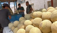 Contrario a lo que esperaban les fue mal este año a productores de melón en San Pedro