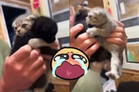 ¿Qué pasa cuando separas a dos gatitos? Este tierno video lo explica