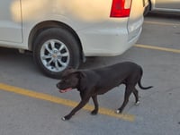 ‘Chatita’, una perrita querida, pero sin hogar pasea por la calle Mariano López Ortiz