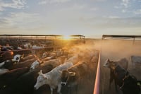 Ganaderos mexicanos se reinventan con carnicerías y apicultura tras cierre a EEUU