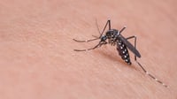 Disminuyen 94% casos de dengue en Coahuila respecto al año pasado