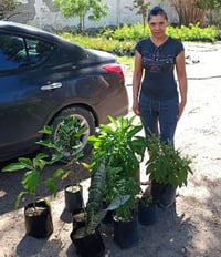 Impulsan adopción de árboles en Gómez