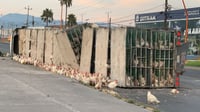 Vuelca tráiler que transportaba pollos y gallinas en Ramos Arizpe