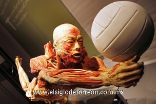 Vista de una de las figuras de la exposición 'Bodies, arte más fascinación'.
La exhibición será inaugurada el próximo 21 de noviembre en el centro de exposiciones Plaza Mayor de Medellín (Colombia). 

La muestra, que ha sido presentada en más de 200 ciudades del mundo, presenta cuerpos y órganos humanos conservados mediante la técnica científica de la plastinación/polimerización