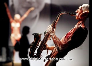 Vista de una de las figuras de la exposición 'Bodies, arte más fascinación'.
La exhibición será inaugurada el próximo 21 de noviembre en el centro de exposiciones Plaza Mayor de Medellín (Colombia). 

La muestra, que ha sido presentada en más de 200 ciudades del mundo, presenta cuerpos y órganos humanos conservados mediante la técnica científica de la plastinación/polimerización