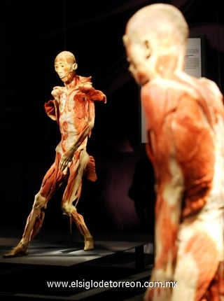 Vista de una de las figuras de la exposición 'Bodies, arte más fascinación'.
La exhibición será inaugurada el próximo 21 de noviembre en el centro de exposiciones Plaza Mayor de Medellín (Colombia). 

La muestra, que ha sido presentada en más de 200 ciudades del mundo, presenta cuerpos y órganos humanos conservados mediante la técnica científica de la plastinación/polimerización