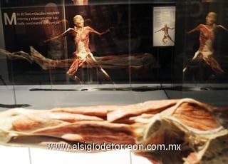 Vista de una de las figuras de la exposición 'Bodies, arte más fascinación'.
La exhibición será inaugurada el próximo 21 de noviembre en el centro de exposiciones Plaza Mayor de Medellín (Colombia). 

La muestra, que ha sido presentada en más de 200 ciudades del mundo, presenta cuerpos y órganos humanos conservados mediante la técnica científica de la plastinación/polimerización