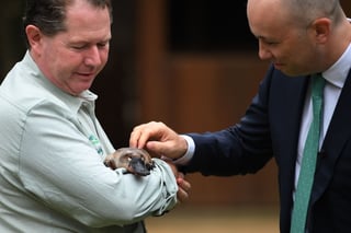 El zoológico más grande de Australia, el Taronga Zoo, se comprometió a salvar al ornitorrinco de la extinción durante el Día Mundial de la Vida Silvestre. 
