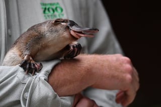 El zoológico más grande de Australia, el Taronga Zoo, se comprometió a salvar al ornitorrinco de la extinción durante el Día Mundial de la Vida Silvestre. 