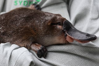 El zoológico más grande de Australia, el Taronga Zoo, se comprometió a salvar al ornitorrinco de la extinción durante el Día Mundial de la Vida Silvestre. 