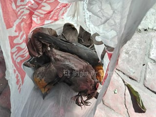 Reportan 'muchas' aves muertas esparcidas en Lerdo tras pirotecnia por Año Nuevo
