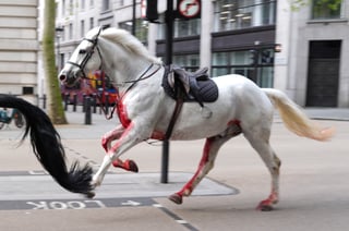 A white horse on the loose bolt through the streets of London near Aldwych, on Wednesday April 24, 2024. (Jordan Pettitt/PA via AP)