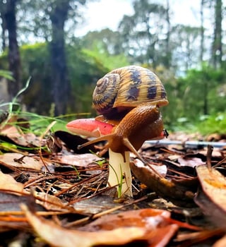 Se estima que al menos el 90 por ciento de la biodiversidad en el estado permanece desconocida; aun así, son numerosas las especies que han sido descubiertas en este territorio.