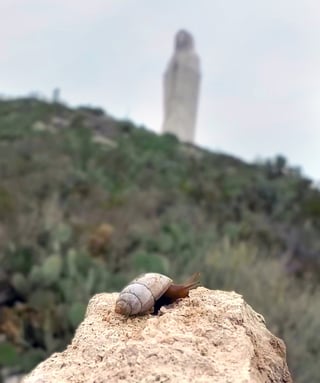 Se estima que al menos el 90 por ciento de la biodiversidad en el estado permanece desconocida; aun así, son numerosas las especies que han sido descubiertas en este territorio.