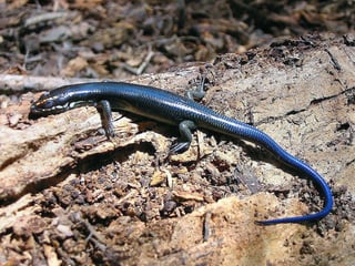 Se estima que al menos el 90 por ciento de la biodiversidad en el estado permanece desconocida; aun así, son numerosas las especies que han sido descubiertas en este territorio.