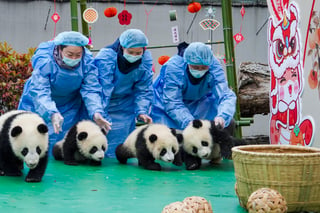 Esta por celebrarse el Año Nuevo Chino, también conocido como Año Nuevo Lunar o Festival de Primavera, se trata de la festividad más importante para la cultura china. 

Su historia se remonta a 3 mil 500 años antes y si bien la festividad ha evolucionado a lo largo del tiempo, representa el evento más importante en China, otros países asiáticos así como para millones de personas en todo el mundo. De acuerdo al Museo de Antropología Timothy S. Y. Lam la fecha es determinada por el calendario chino, un calendario que mezcla el ciclo lunar, el solar y otros para determinar cuándo será la celebración. 

El evento principal se da en la segunda luna nueva después del solsticio de invierno que ocurre cada 21 de diciembre.