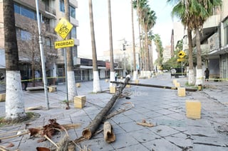 Entre la noche del lunes y la madrugada de este martes, un terregal azotó Torreón causando el desplome de árboles y cortes al servicio eléctrico en el sistema de semáforos.