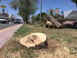 Esta mañana comenzaron a verse algunas labores de retiro de árboles que se localizan en el camellón del bulevar Independencia, para permitir la construcción del paso inferior vehicular del sistema vial Abastos-Independencia de esta ciudad.

De acuerdo con el diagnóstico de dependencias involucradas en la obra, son 47 árboles los que se van a talar, por lo que estas labores ya se llevan a cabo, sobre todo en el caso de los que ya están más dañados.