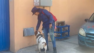 Definitivamente el trabajador más tierno de Aguas de Saltillo (AgSal) es Manchas, un cachorro de raza bretón español, el cual a diario detecta fugas de agua tanto en las calles como en los propios medidores de agua.