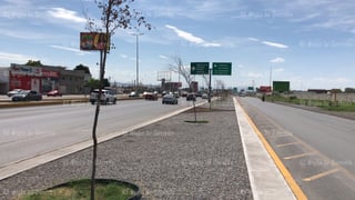 Permanecen los árboles que se secaron en la obra del Giro Independencia, donde pocos ejemplares han podido sobrevivir a casi ocho meses de que fueron plantados en el lugar.