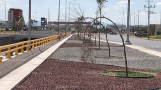 Permanecen los árboles que se secaron en la obra del Giro Independencia, donde pocos ejemplares han podido sobrevivir a casi ocho meses de que fueron plantados en el lugar.