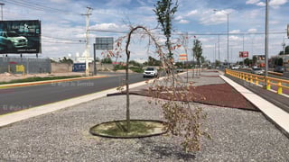 Permanecen los árboles que se secaron en la obra del Giro Independencia, donde pocos ejemplares han podido sobrevivir a casi ocho meses de que fueron plantados en el lugar.