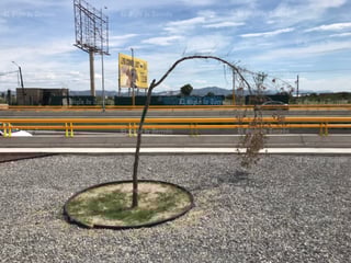 Permanecen los árboles que se secaron en la obra del Giro Independencia, donde pocos ejemplares han podido sobrevivir a casi ocho meses de que fueron plantados en el lugar.