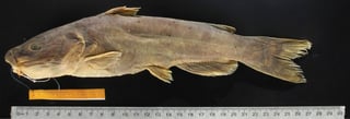 Investigadores de la UJED describen nueva especie de pez en el río Nazas; tenía cinco millones de años oculta