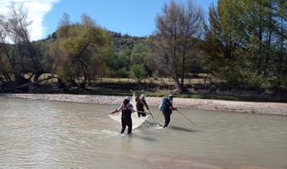 Una nueva especie de pez gato, “Ictalurus nazas” fue oficialmente descrita por investigadores de la Facultad de Ciencias Biológicas campus Gómez Palacio de la Universidad Juárez del Estado de Durango (UJED), marcando un avance significativo en el conocimiento de la biodiversidad del norte de México. 

Se trata de una especie endémica de la cuenca del río Nazas, identificada tras años de trabajo por el equipo del Laboratorio de Ecosistemas Dulceacuícolas, a través de la estudiante de doctorado Edith Ávila Treviño, del programa en Ciencias en Biodiversidad y Ecología de la citada facultad.