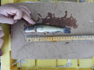 Una nueva especie de pez gato, “Ictalurus nazas” fue oficialmente descrita por investigadores de la Facultad de Ciencias Biológicas campus Gómez Palacio de la Universidad Juárez del Estado de Durango (UJED), marcando un avance significativo en el conocimiento de la biodiversidad del norte de México. 

Se trata de una especie endémica de la cuenca del río Nazas, identificada tras años de trabajo por el equipo del Laboratorio de Ecosistemas Dulceacuícolas, a través de la estudiante de doctorado Edith Ávila Treviño, del programa en Ciencias en Biodiversidad y Ecología de la citada facultad.