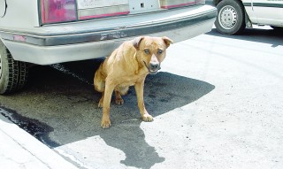 Pretende eliminar la Secretaría de Salud del Estado a 11 mil perros callejeros en el presente año.