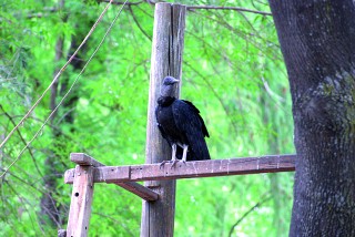 Existe sobrepoblación de auras comunes y zopilotes negros en el Parque Guadiana.