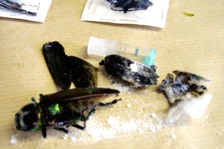 Los insectos llevaban sólo 285 gramos (10 onzas) de cocaína con un valor de once mil dólares, dijo Nanninga. (AP) 

