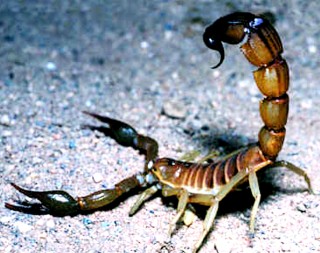 Los escorpiones marinos vivieron desde hace 460 millones de años y hasta 255 millones de años, se les considera antepasado directos de los escorpiones actuales terrestres. (Archivo)