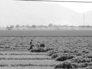 En el 2008 los campesinos se movilizarán para exigir que la CNA autorice una extracción de 950 millones de metros cúbicos para el ciclo agrícola.