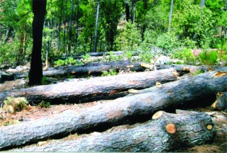 Aseguran que empresas forestales de Durango se roban la madera de Chalchihuites.