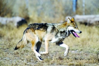 En la década pasado se comenzó a correr el rumor de que aún existe en vida silvestre el lobo mexicano.