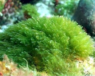 Muchas especies de pequeñas algas crecían únicamente a través la fotosíntesis, pero quizá la escasez de nutrientes en aguas del Atlántico las forzó a comer bacterias.