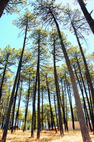 La Conafor en Durango quiere romper un récord mundial guinness con la plantación del mayor número de árboles con 300 personas. | Gabriela Hernández.