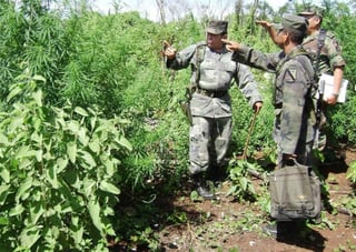 Miembros del Ejército mexicano inspeccionan una plantación de más de 5 hectáreas de marihuana, cercana a las zonas arqueológicas mayas de Tulum y Coba, en Quintana Roo. (EFE)
