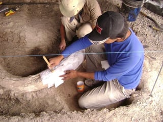 Aseguran que “por ignorancia” los habitantes del municipio de García en Nuevo León intercambian piezas de mamut por refrescos con los turistas.