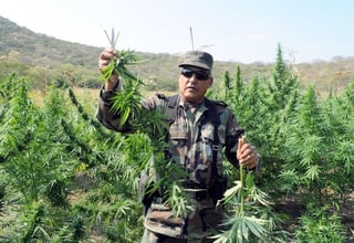 Al alza. La ONU asegura que la siembra de marihuana creció a raíz de que la Sedena asumió la erradicación de plantíos.