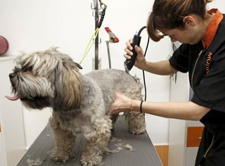 Cortes. Una peluquera corta el pelo a un perro en un centro de belleza para animales en Madrid.