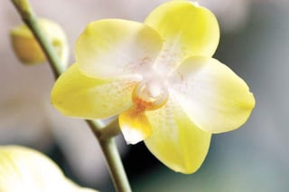Las orquídeas, estilizadas y hermosas plantas están rodeadas de misticismo y elegancia, posicionándolas entre las más caras del mercado, cuestión que les ha valido la admiración mundial. Las orquídeas son poseedoras de una belleza sin igual que no resisten demasiado el sol. 