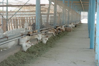 Leche de cabra. En la región hay más de 400 mil cabezas de cabras.  EL SIGLO DE TORREÓN / ARCHIVO