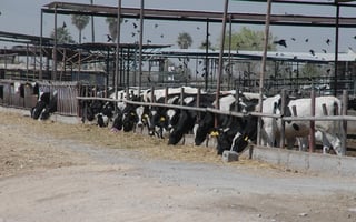 Desventaja. Señalan productores lecheros mexicanos que el TLCAN los deja en una situación de desventaja. 