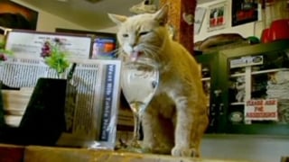 El gato Stubbs, alcalde honorario de Talkeetna, Alaska. INTERNET