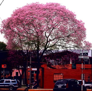 Lapacho, el árbol nacional de Paraguay