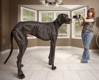 Otro hito en el mundo animal lo representa Zeus, un gran danés de Michigan (Estados Unidos) que es el perro más alto del mundo. (EFE)
